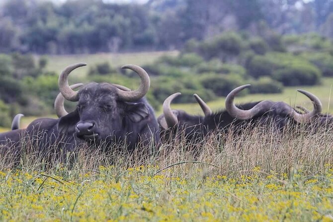 Half-Day Port Elizabeth & Kragga Kamma Reserve - The optional lunch stop around 13:00
