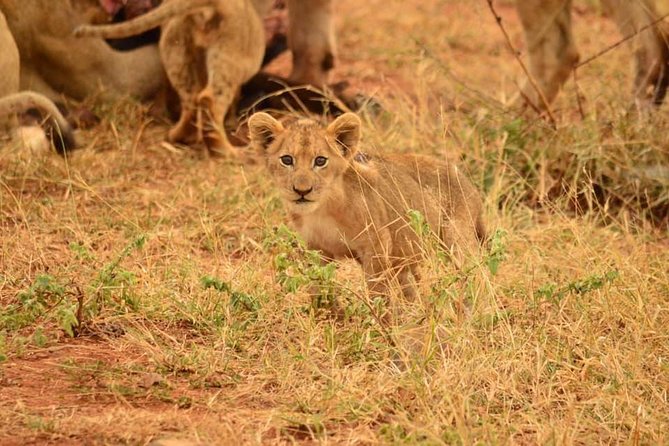 Half day safari from johannesburg - The quick take