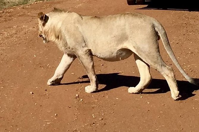 Half day safari from johannesburg - Why Dinokeng works for a city break