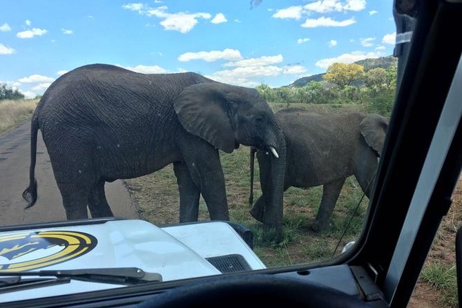 Half day safari from johannesburg - The three-hour game drive at Dinokeng