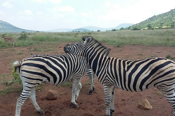 Half day safari from johannesburg - Morning or afternoon: which should you choose?