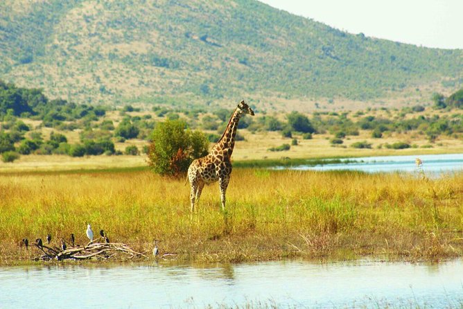 Half day safari from johannesburg - What the experience does especially well
