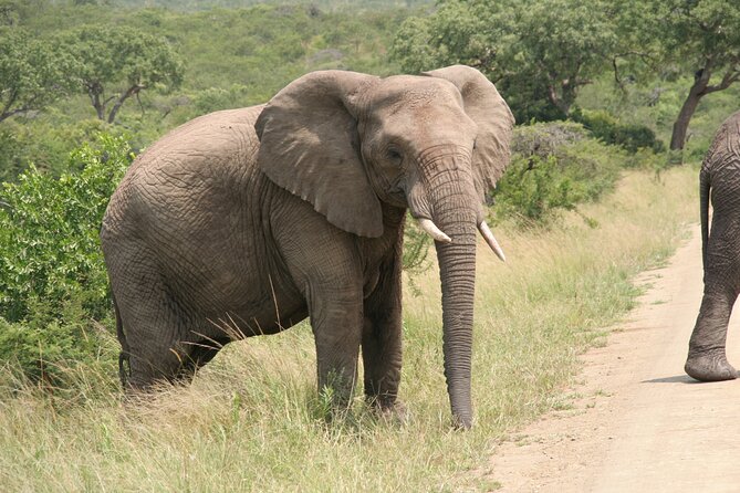 Half Day Safari Tour from Durban - What this Durban safari actually delivers