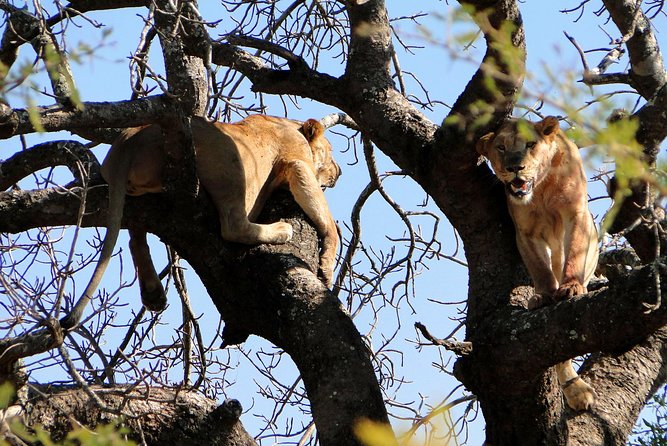 Half Day Safari Tour from Durban - Natal Lion Park: close views with a managed setting