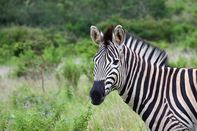 Half Day Safari Tour from Durban - Who will enjoy this most?
