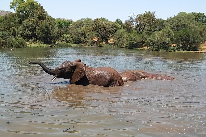 Half Day Safari Tour from Johannesburg - Transport, timing, and group size