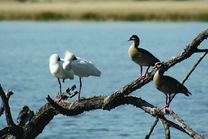 Half Day Safari Tour from Johannesburg - What the $223.80 price really covers