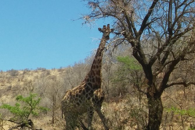 Half Day Safari Tour from Johannesburg - The animals you may see