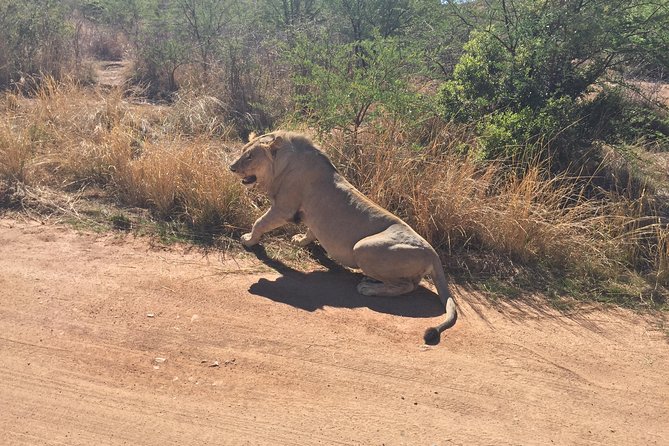 Half Day Safari Tour from Johannesburg - Who will enjoy this safari most