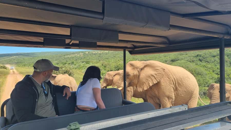 Half-Day Schotia Game Reserve (Open 4x4 Vehicle) - How the wildlife experience can vary
