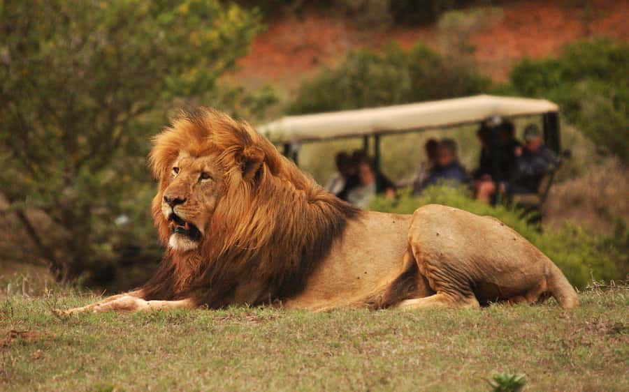 Half-Day Schotia Game Reserve (Open 4x4 Vehicle) - Why Schotia works well for a half-day safari