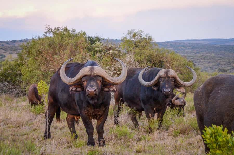 Half-Day Schotia Game Reserve (Open 4x4 Vehicle) - What the guides add to the experience