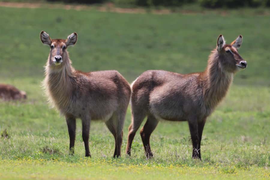 Half-Day Schotia Game Reserve (Open 4x4 Vehicle) - Morning or afternoon: choosing the better departure