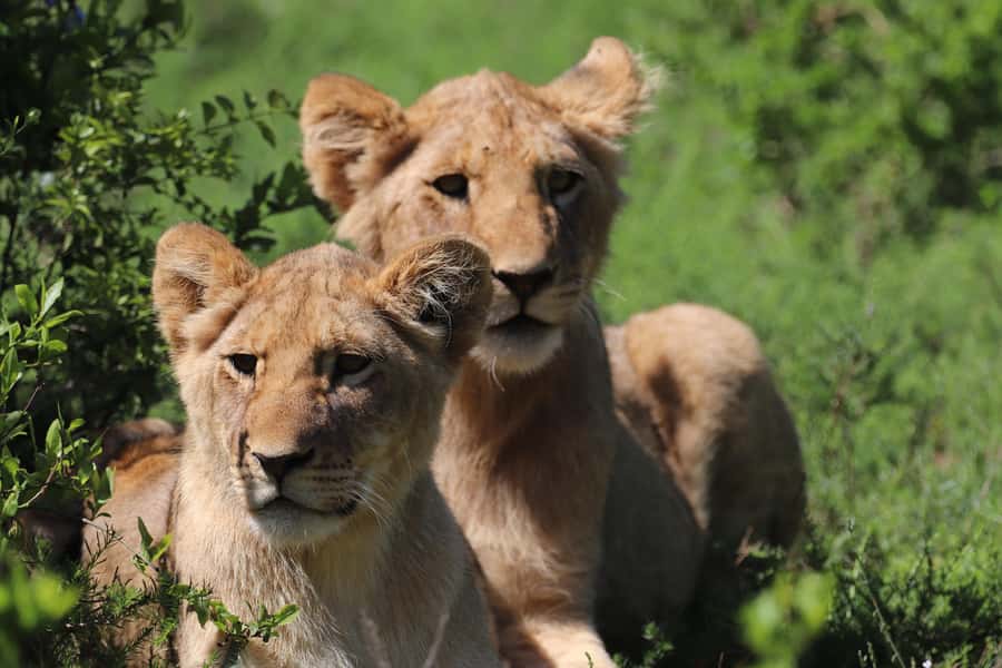 Half-Day Schotia Game Reserve (Open 4x4 Vehicle) - The possible Nanaga Farm Stall stop