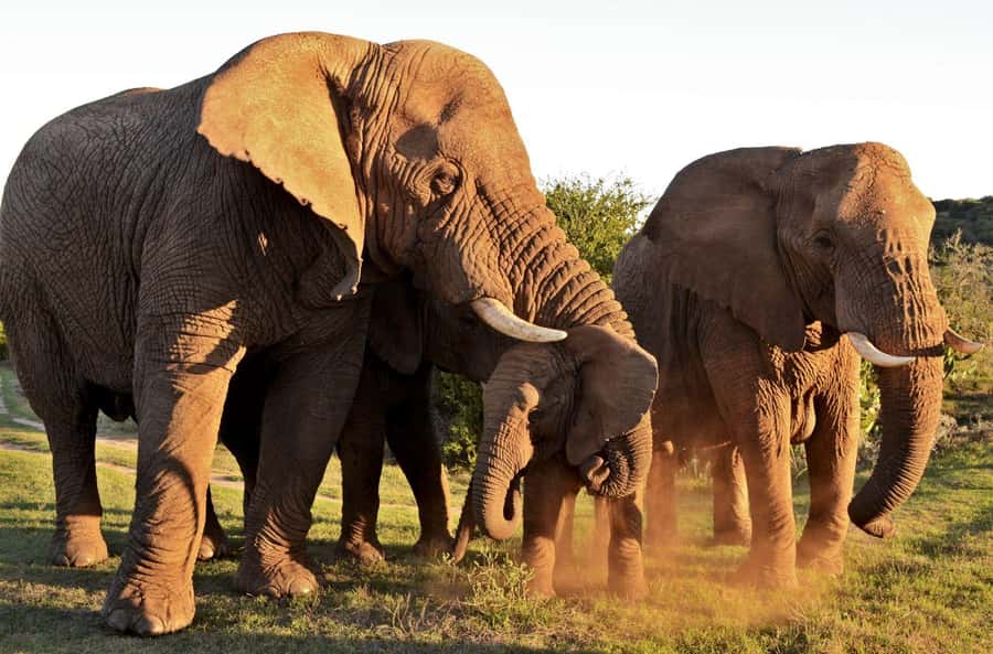 Half-Day Schotia Game Reserve (Open 4x4 Vehicle) - What the $177 price includes