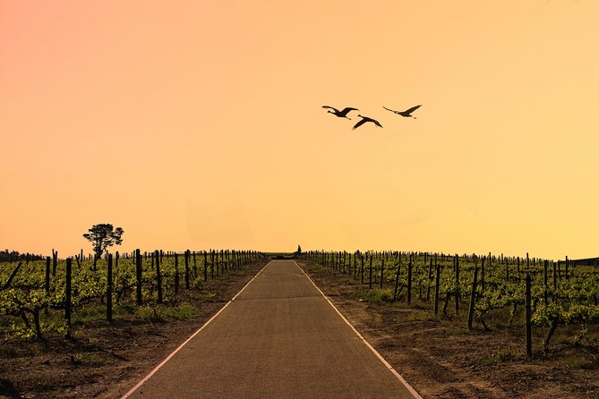 Half-Day Stellenbosch Winelands Tour from Cape Town - Why this short tour works