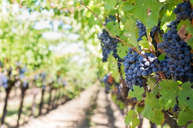 Half-Day Stellenbosch Winelands Tour from Cape Town - Wine, food, and the pace of the afternoon