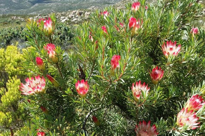 Half-Day Swartberg Pass PRIVATE Tour (including lunch & transfer - Oudtshoorn) - Reaching the 1,580-meter summit