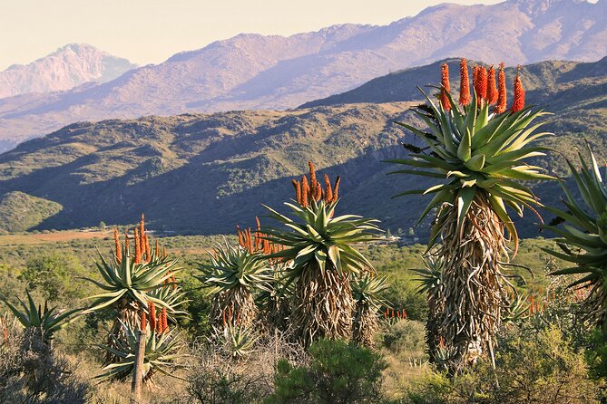 Half-Day Swartberg Pass PRIVATE Tour (including lunch & transfer - Oudtshoorn) - The commentary is a major part of the value