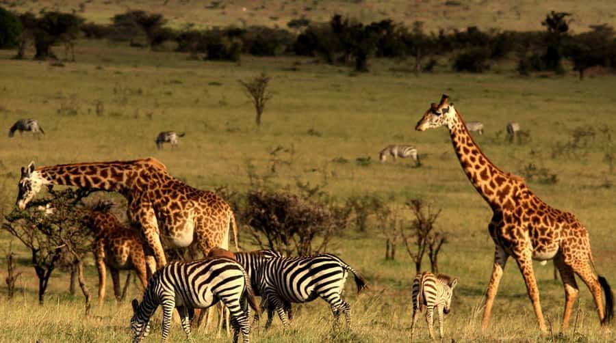 Half Day Tala Game Reserve & Natal Lion Park from Durban - Four things to know before booking