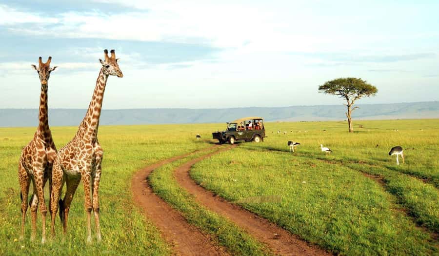 Half Day Tala Game Reserve & Natal Lion Park from Durban - Natal Lion Park changes the focus