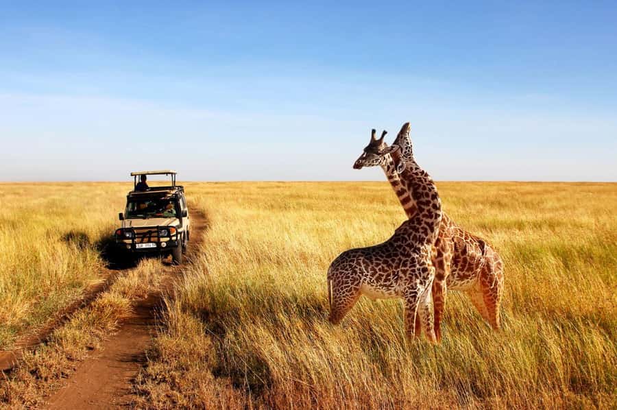 Half Day Tala Game Reserve & Natal Lion Park from Durban - Weather can shape the whole safari
