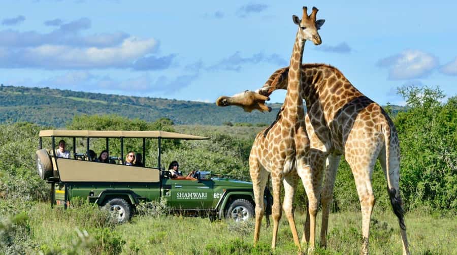 Half Day Tala Game Reserve & Natal Lion Park from Durban - Who will get the most from this outing?