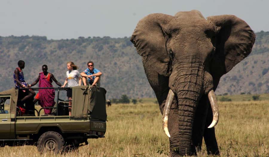 Half Day Tala Game Reserve & Natal Lion Park from Durban - Why the guide matters in KwaZulu-Natal