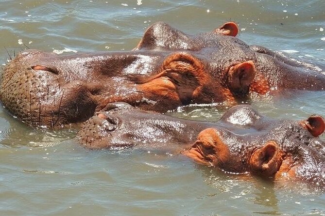 Half Day Tour in iSimangaliso Wetland Park - Why Lake St Lucia is the heart of this outing