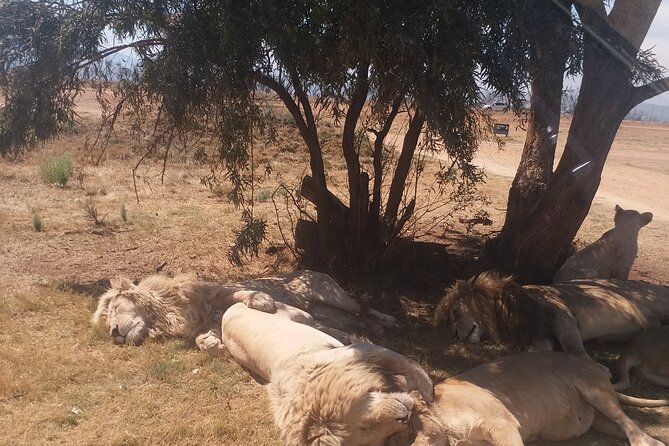 Half-Day Tour to Rhino And Lion Reserve in Krugersdorp - A practical wildlife escape from Johannesburg