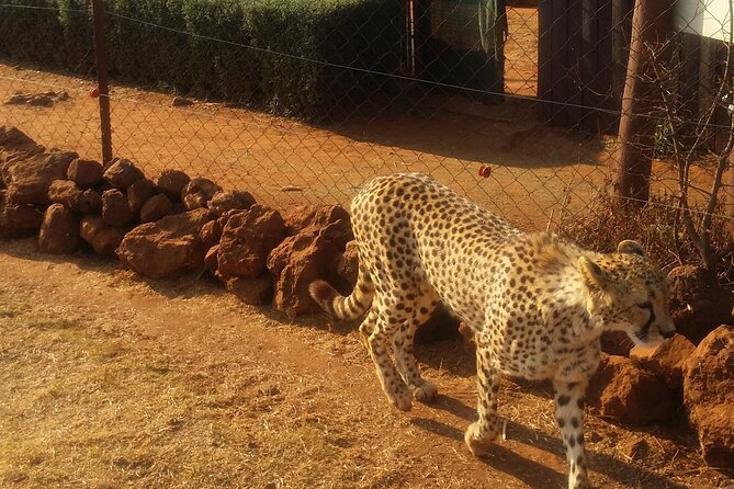 Half-Day Tour to Rhino And Lion Reserve in Krugersdorp - Four hours among lions, rhinos, and cheetahs
