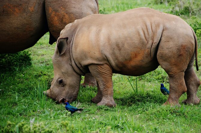 Half-Day Tour to Rhino And Lion Reserve in Krugersdorp - The animal creche adds a closer look