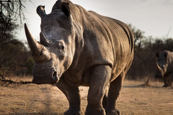 Half-Day Tour to Rhino And Lion Reserve in Krugersdorp - Wonder Cave brings a change of pace