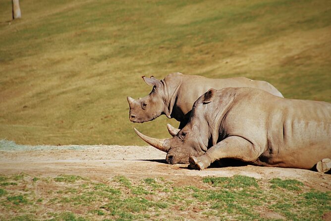 Half-Day Tour to Rhino And Lion Reserve in Krugersdorp - What the $99.66 price really covers