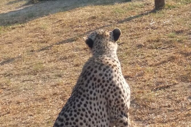 Half-Day Tour to Rhino And Lion Reserve in Krugersdorp - Best for a layover, first safari, or short stay