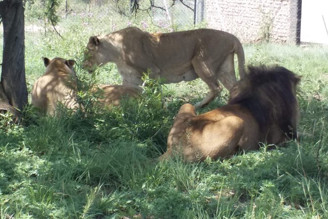 Half-Day Tour to Rhino And Lion Reserve in Krugersdorp - Pickup at 9:30 am keeps the morning simple