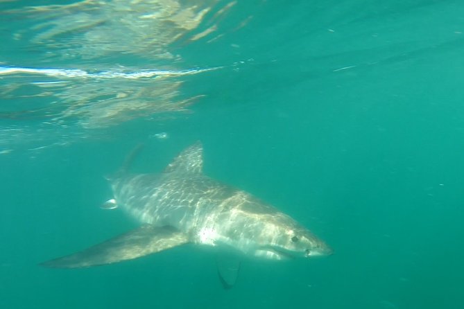 Half-Day White Shark Cage Diving from Gansbaai - Meeting the Boat at 7:00 a.m. in Van Dyks Bay