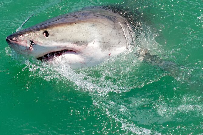 Half-Day White Shark Cage Diving from Gansbaai - Breakfast, Equipment, and the Short Safety Routine