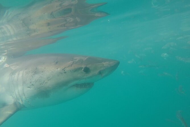 Half-Day White Shark Cage Diving from Gansbaai - Face to Face With a Great White Shark