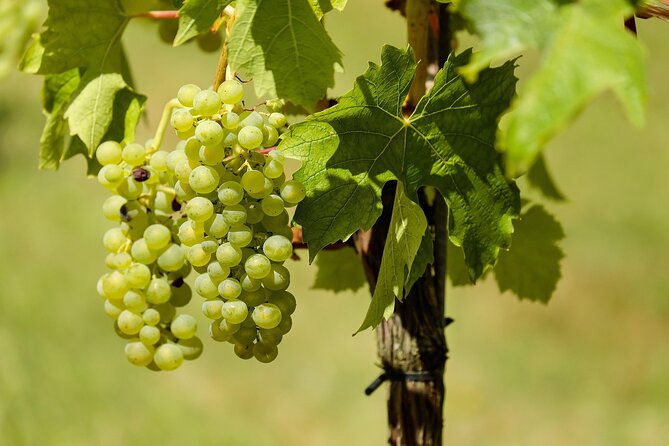 Half Day Wine Tour from Cape Town - Marianne Wine Estate and the second tasting