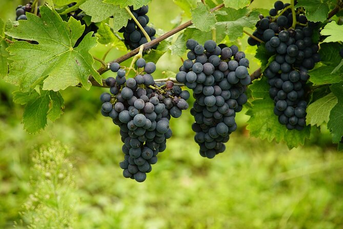 Half Day Wine Tour from Cape Town - Price, extra fees, and what you receive