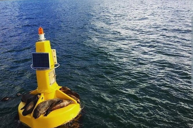 Half Hour Seal and Harbour Cruise from Cape Town - Family appeal and first boat rides