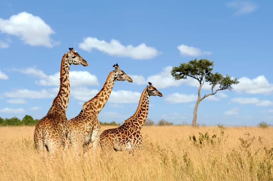 Hartbeespoort: Lion and Safari Park Guided Tour - Key points to know before you go