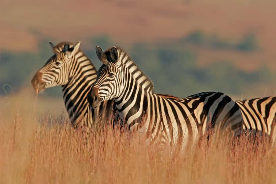 Hartbeespoort: Lion and Safari Park Guided Tour - What the $38 price really covers