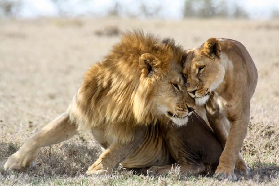 Hartbeespoort: Lion and Safari Park Guided Tour - Antelopes first: a calmer start to the drive