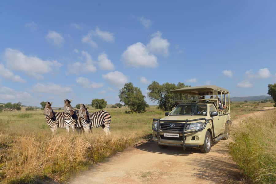 Hartbeespoort: Lion and Safari Park Tour - Lions, cheetahs, wild dogs, and hyenas