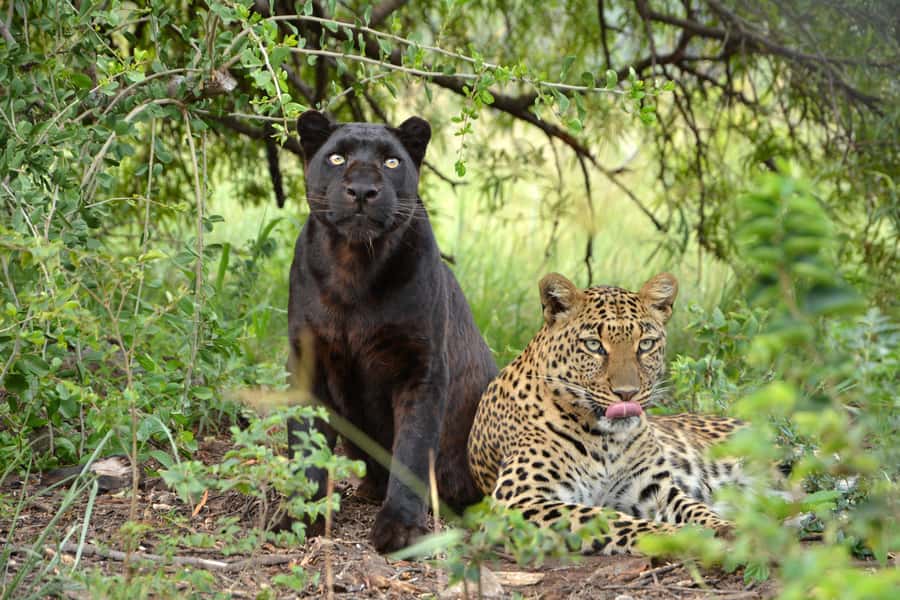 Hartbeespoort: Lion and Safari Park Tour - Final verdict: a smart first safari near Hartbeespoort