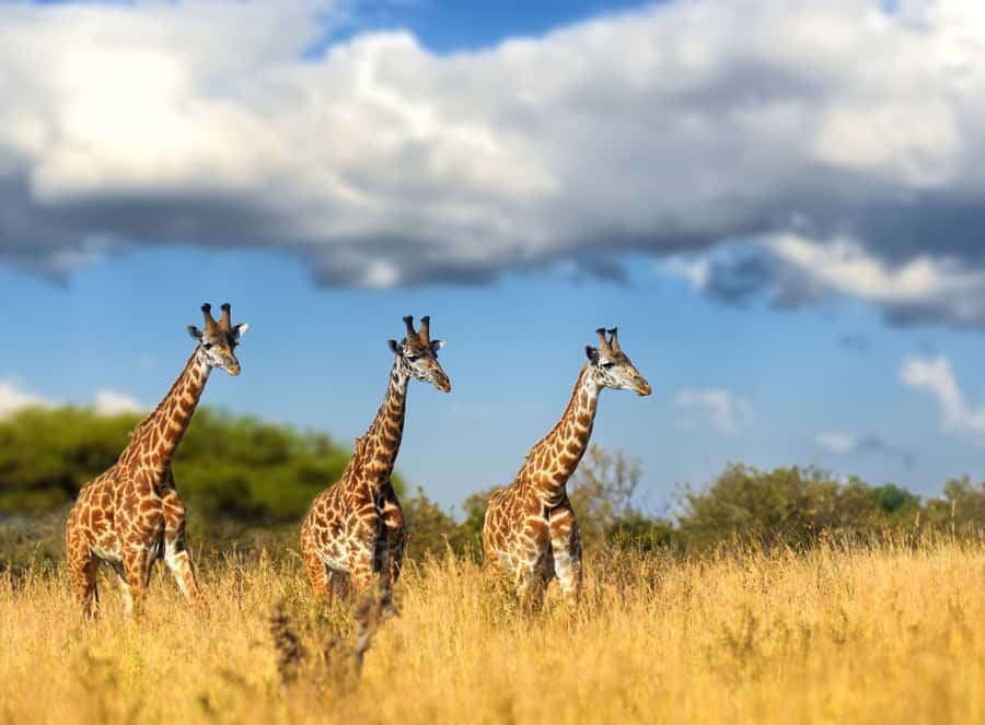 Hartbeespoort: Lion and Safari Park Tour - What happens when you board the safari truck