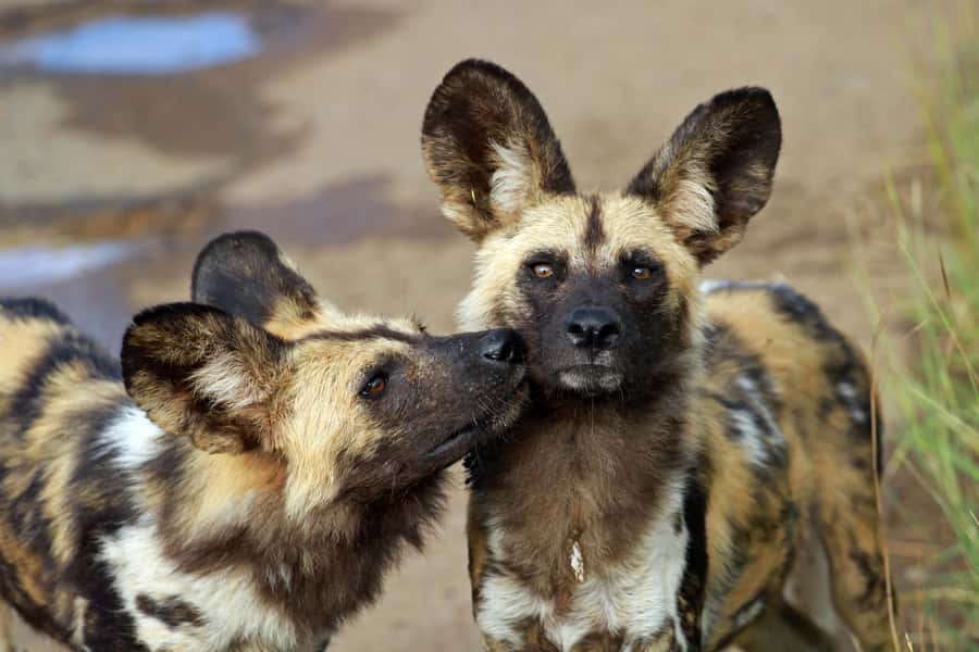 Hartbeespoort: Predator Safari with a Guide - Why this Hartbeespoort safari works in one hour