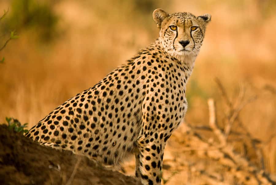 Hartbeespoort: Predator Safari with a Guide - The predator drive: lions, wild dogs, and cheetahs